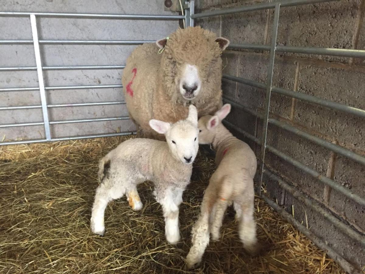 הוילה בקינגהאם Weatherhead Farm Shepherds Hut מראה חיצוני תמונה